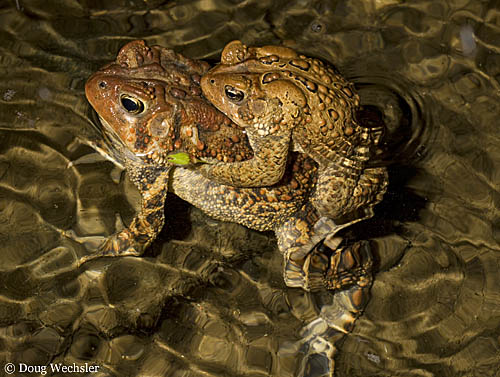 American Toads in amplexus _A5E9881.jpg - 90742 Bytes